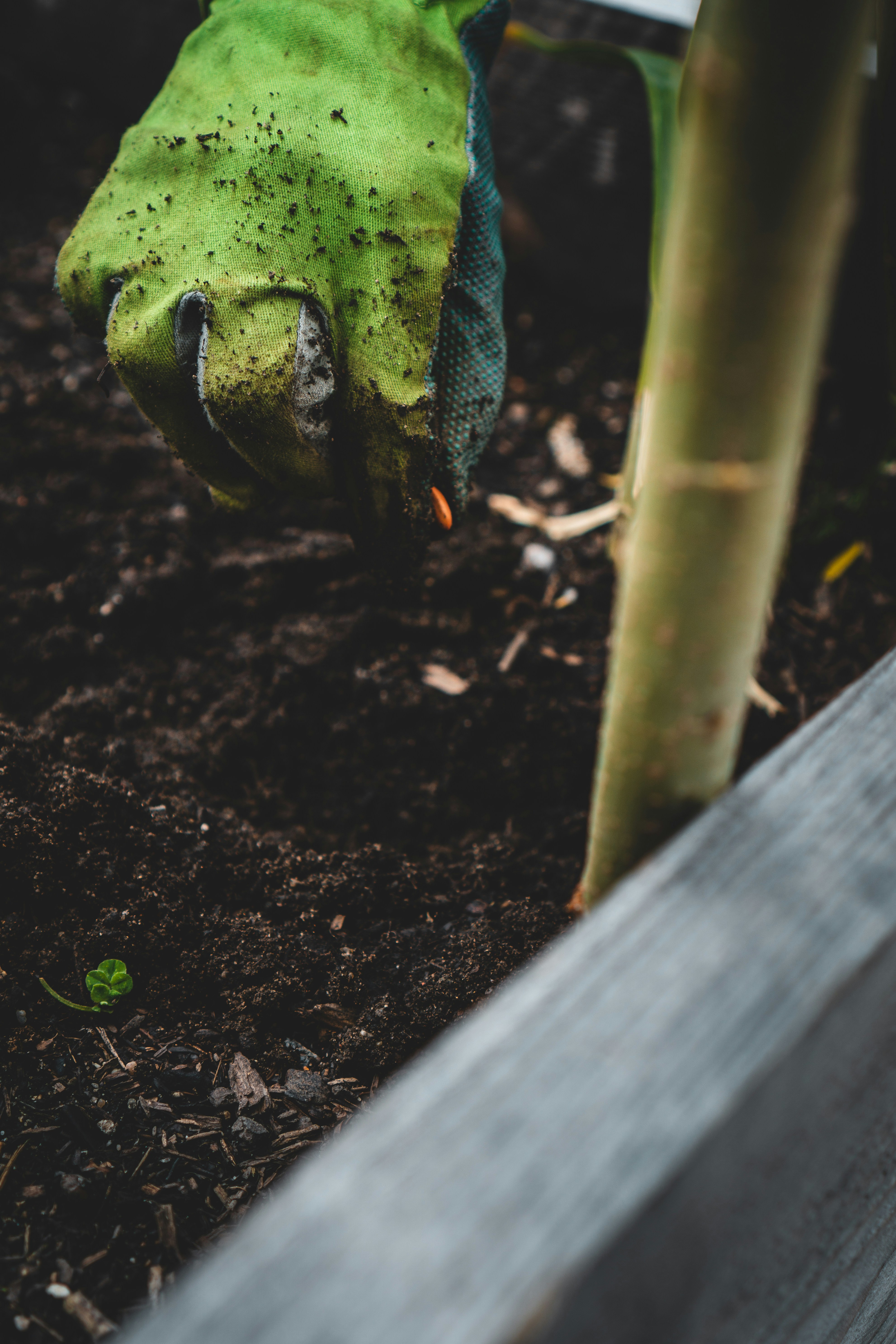 planting