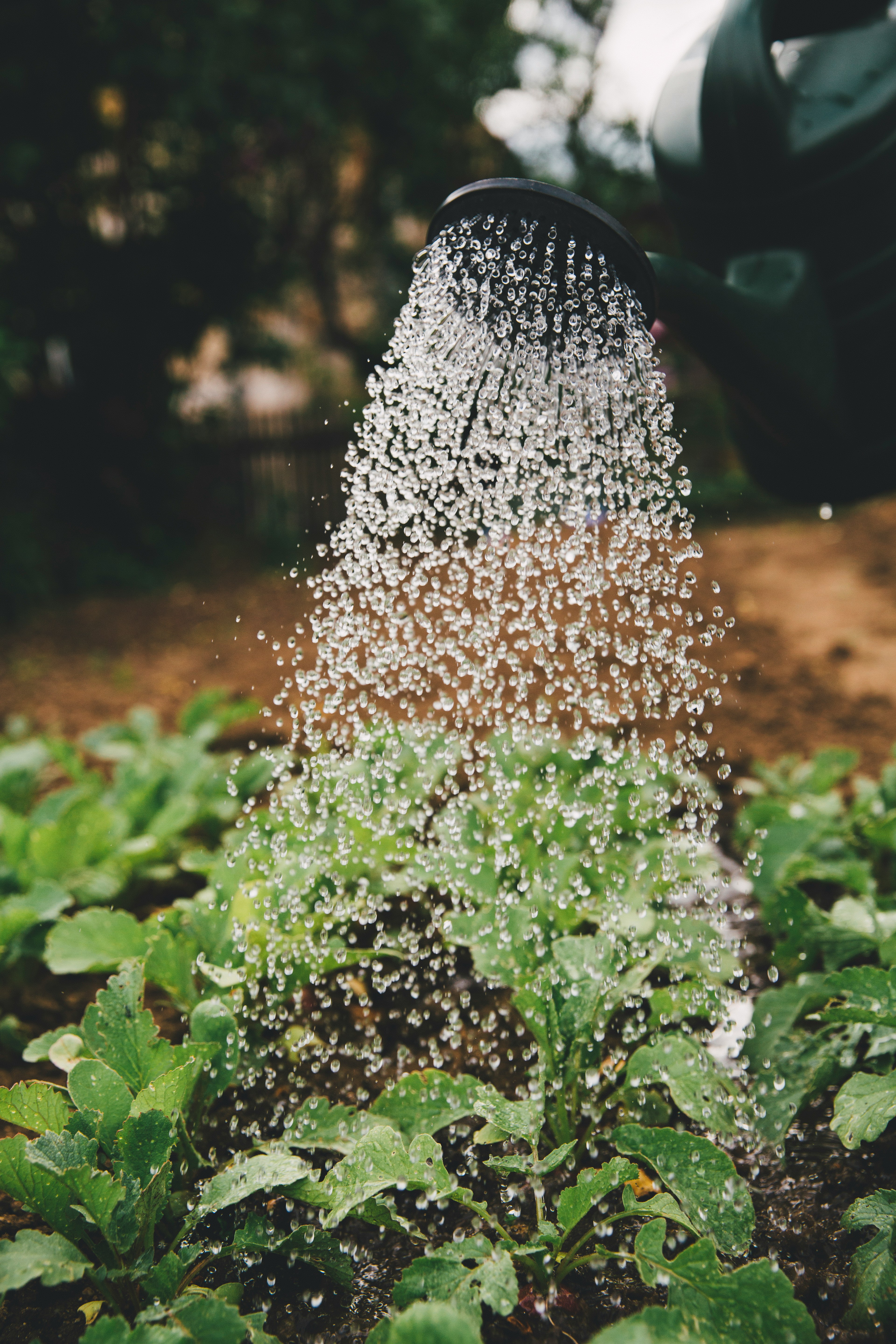 Watering of plant